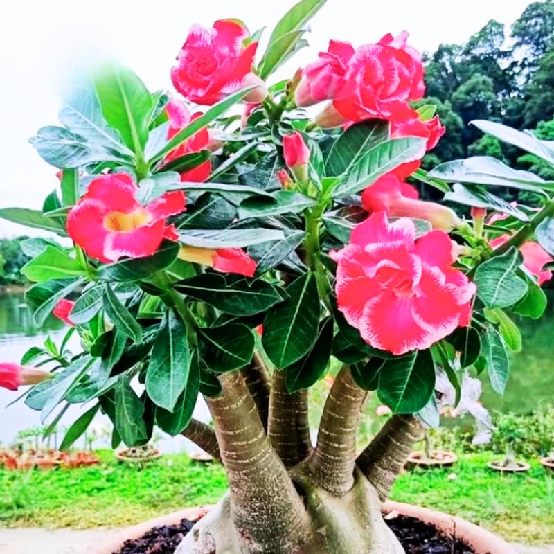 Desert Rose Plant Live, 4-7" Tall, Adenium Obesum Well-Rooted Succulent for Indoor Outdoor Displays