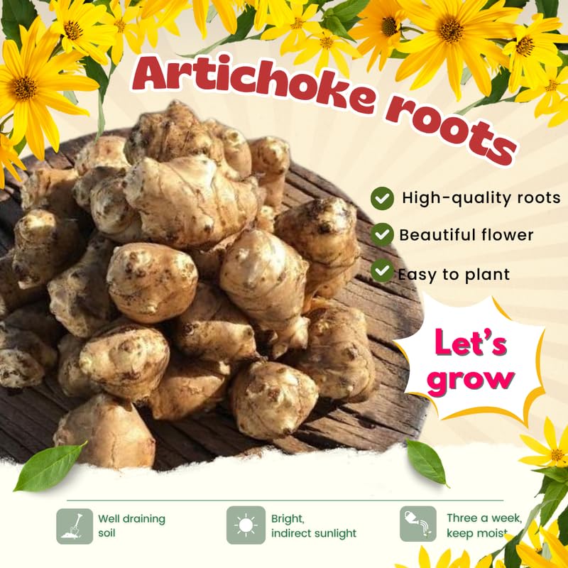 8Oz Jerualem Artichoke for Planting Outdoors, Sunroots Sunchokes Artichoke Tubers, Fresh Jerusalem Artichoke Roots to Grow