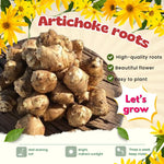 2Lb Jerusalem Artichoke Tubers for Planting, Sunroots Sunchokes Live Roots, Grow Fresh Artichoke Roots Outdoors
