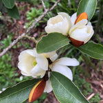 Sweetbay Magnolia Tree in Gallon Pot, Live Flowering Magnolia Tree, Hardy Ornamental Shade Trees with Fragrant Blooms