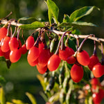 Live Goji Berry Plant, 4-8 Inches Tall, Goji Berry Plant Live, Well Rooted Berry Bush for Backyard and Home Gardens