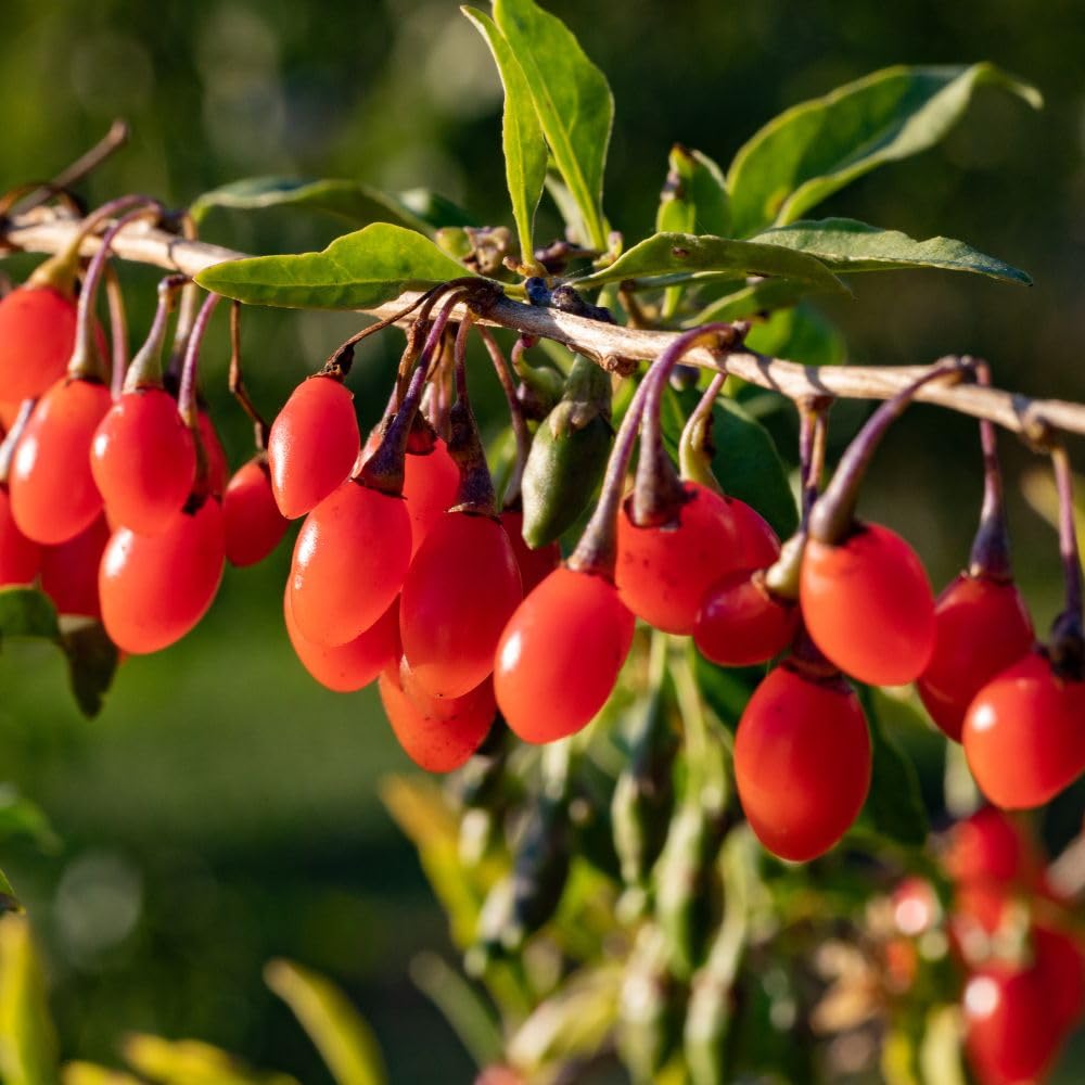Live Goji Berry Plant, 4-8 Inches Tall, Goji Berry Plant Live, Well Rooted Berry Bush for Backyard and Home Gardens