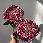 Dark Purple Mums Plants Live for Planting, 3-6" Tall Perennial Mum Plants, Vibrant Chrysanthemum Flowers Plant to Grow Outdoor Indoor Garden