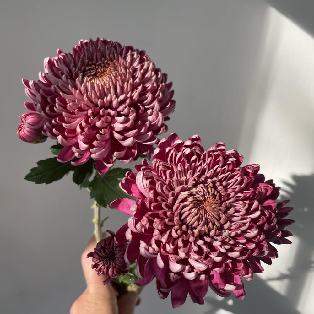 Dark Purple Mums Plants Live for Planting, 3-6" Tall Perennial Mum Plants, Vibrant Chrysanthemum Flowers Plant to Grow Outdoor Indoor Garden
