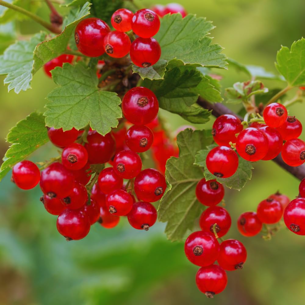 Currant Bush Live Plant for Planting, 6 to 9 Inc Tall Red Currant Plant Live Gardening Indoor Outdoor