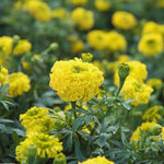 Pack 2 Marigold Live Plants, Yellow Marigold Plants, 4 to 8 Inches in Height, Marigold Flowers Live Plants Well Rooted, Live Marigold Plants