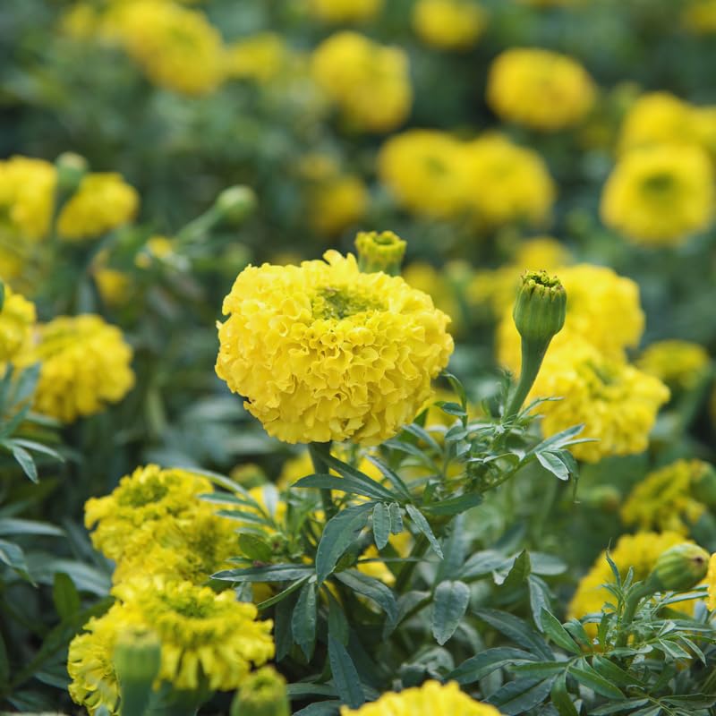Pack 2 Marigold Live Plants, Yellow Marigold Plants, 4 to 8 Inches in Height, Marigold Flowers Live Plants Well Rooted, Live Marigold Plants