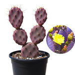 Purple Prickly Pear Cactus Plant Live, Succulents Plant Live, 3 Inc Potted, Gardening Growing