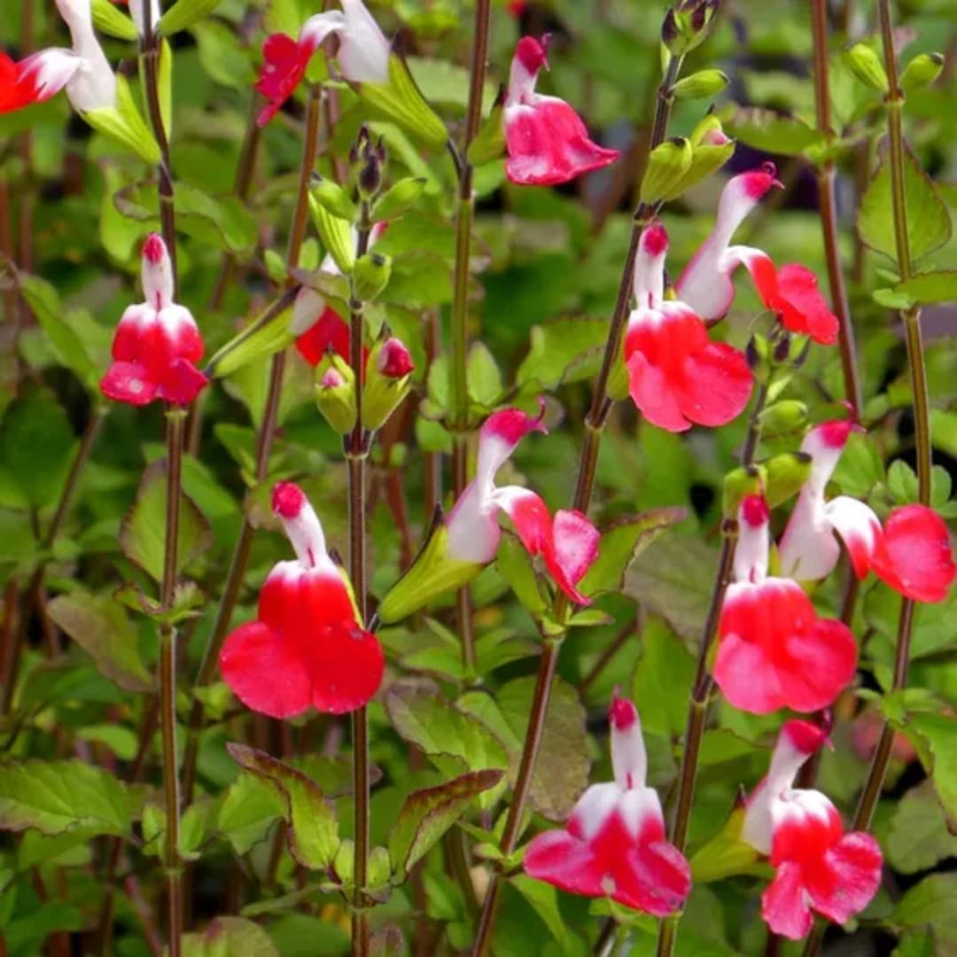4 Fragrant Sage Salvia Live Plants, Planting in Spring Sage Plants Live, 5 to 10 Inches in Tall, Change Color (Hot Lips)