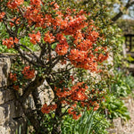Flowering Quince Plant in 4'' Pot, 3–6 Inch Tall Chaenomeles Shrub, Spring Blooming Outdoor Plant, Easy Grow (Orange Quince)