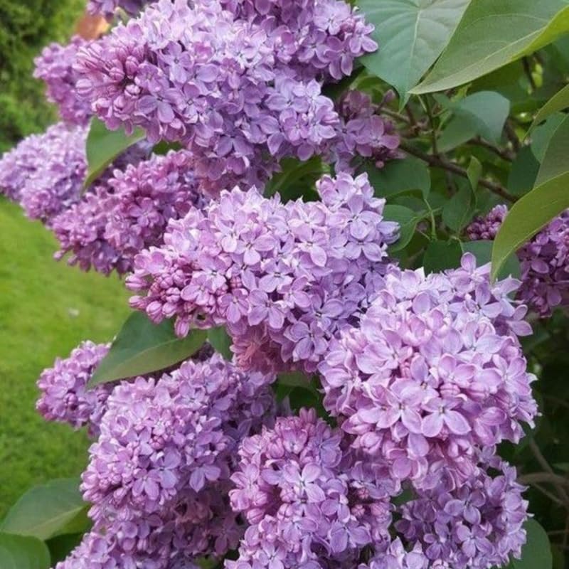 Lilac Plants Live Ready to Plant, 1 to 2 Feet Tall Lilac Shrub, Purple Lilac Tree Live Plant, Purple Lilac Tree