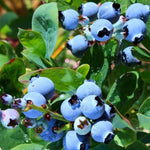 2 Blueberry Plants, Blueberry Tree Live Plant, Blueberry Shrub 1 Year Old, Sweet Blueberry Bush Live Plant, Blueberries Bareroots (Legacy Blueberry)