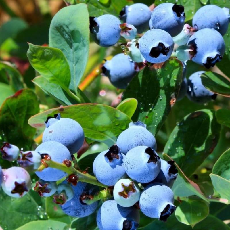 2 Blueberry Plants, Blueberry Tree Live Plant, Blueberry Shrub 1 Year Old, Sweet Blueberry Bush Live Plant, Blueberries Bareroots (Legacy Blueberry)
