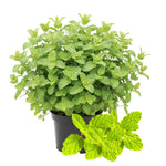 2 Strawberry Mint Plants Live Clumps Potted, Size 5-9" in Tall, Fresh Mints Herb for Indoor Outdoor Growing, Culinary Gardening, Cold Hardy and Fast-Growing