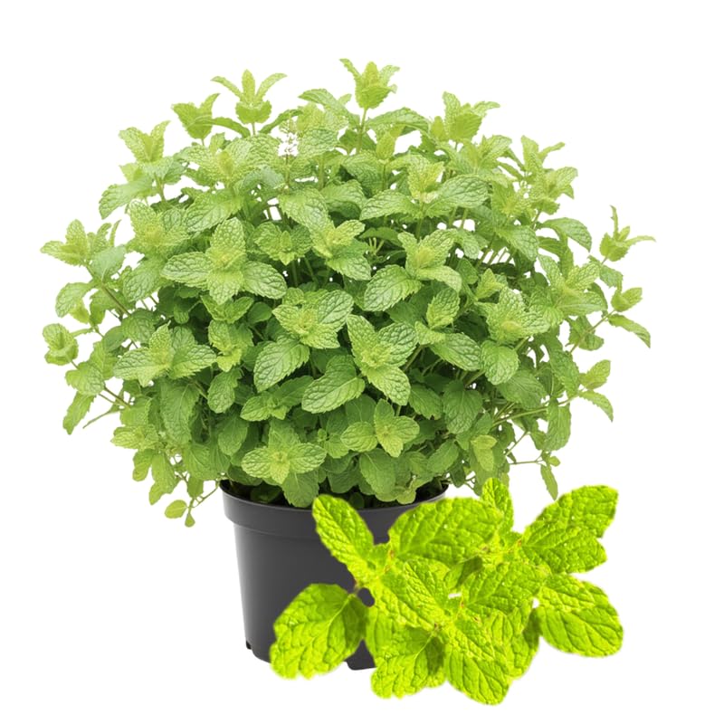 2 Strawberry Mint Plants Live Clumps Potted, Size 5-9" in Tall, Fresh Mints Herb for Indoor Outdoor Growing, Culinary Gardening, Cold Hardy and Fast-Growing