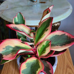 Tricolor Peperomia Plant Live, Peperomia Live Plant for Indoor Growing, Variegated Foliage, Easy Care Houseplant, 3.5 Inches Pot, 4-6 Inc Tall