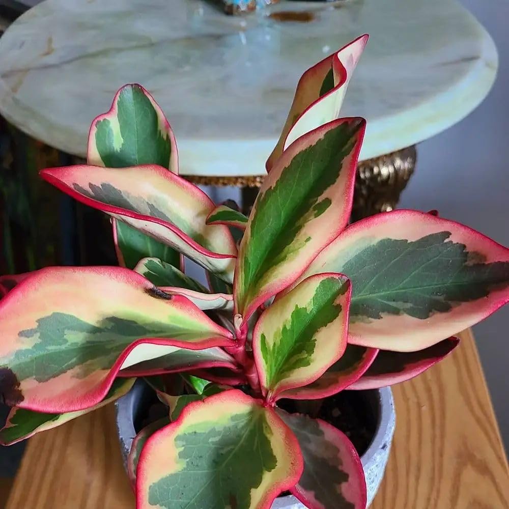 Tricolor Peperomia Plant Live, Peperomia Live Plant for Indoor Growing, Variegated Foliage, Easy Care Houseplant, 3.5 Inches Pot, 4-6 Inc Tall