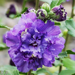 Purple Rose of Sharon Plant, Hardy Hibiscus Bush Shrub Well-Rooted 7-13" Tall Althea Shrub with Summer Blooms for Outdoor Landscape