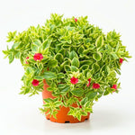 Variegated Baby Sun Rose Plant Live, Variegated Ice Plant, Baby Sun Rose Succulent Plants for Indoor Outdoor Houseplant, 4-6 Inches in Height 4 Inch Pot