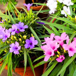 5 Mix Mexican Petunia Plants Live, 5-8" Tall Ruellia Simplex Hardy Petunia Seedlings for Outdoor Garden, Borders, Containers