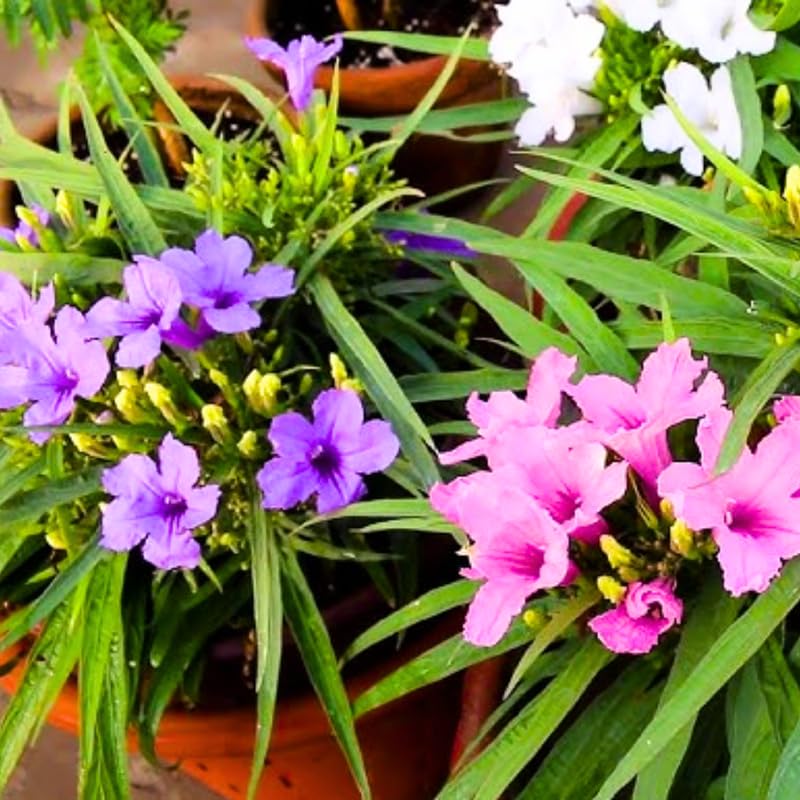 Pack 3 Mexican Petunia Live Plants, 4-9" Tall Hardy Ruellia Simplex Petunia Perennials for Garden, Landscape, Patio