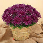 Dark Pink-Purple Chrysanthemum Plants Live Starter, Mums Plants Live for Spring Blooms, Outside Growing, Hardy and Fast-Growing, Size 4-8" in Tall