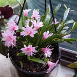 Light Pink Easter Cactus Plants Live, Starter Holiday Cactus Plant for Indoor Outdoor Houseplants, False Christmas Thanksgiving Cactus Like, Cold Hardy, 5-9" in Tall, No Pot