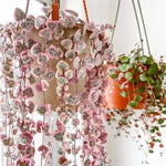Plant Live, Rare Succulent Trailing Vine in Pot, Indoor Houseplant