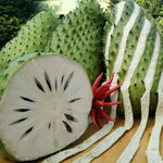Soursop Annona Tree Live Plant, Starter Size 5”-10” Seedling No Pot, Hardy, Tropical Flavor