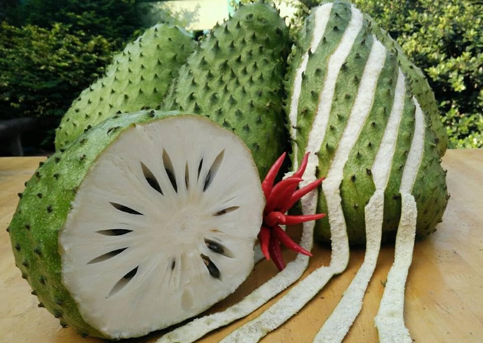 Soursop Annona Tree Live Plant, Starter Size 5”-10” Seedling No Pot, Hardy, Tropical Flavor