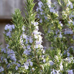 Set 2 Rosemary Plants Live, Ready to Grow Rosemary Plant 6 to 8 Inches, Hardy Fragrant Herb Plants for Outdoor Garden, 4'' Potted Plants