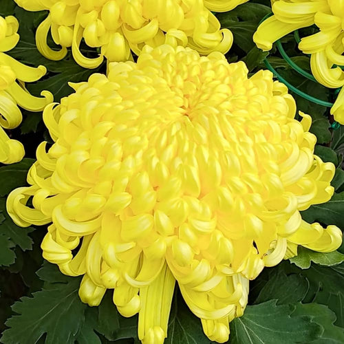 2 Mums Plants Live, Double Yellow Chrysanthemum Plants Live, 5 to 7 Inc Long, Chrysanthemum Flower Mum Live Plant