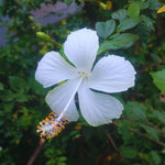 Hibiscus Plant Live, Hardy Hibiscus Tree Live Plant from 4 to 8 Inches in Height, Perennial Hibiscus Flower, White Flower