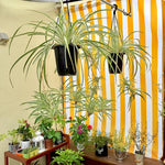 Set 2 Curly Spider Live Plant, Variegated Curly Spider Plants Live, Vine Houseplant Live for Growing, 3 to 5 Inches Long