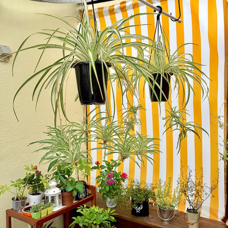 Set 2 Curly Spider Live Plant, Variegated Curly Spider Plants Live, Vine Houseplant Live for Growing, 3 to 5 Inches Long