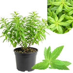 Live Lemon Verbena Herb Plant, 2-5 Inches Tall, Fragrant Culinary Herb for Containers, Raised Beds and Home Gardens