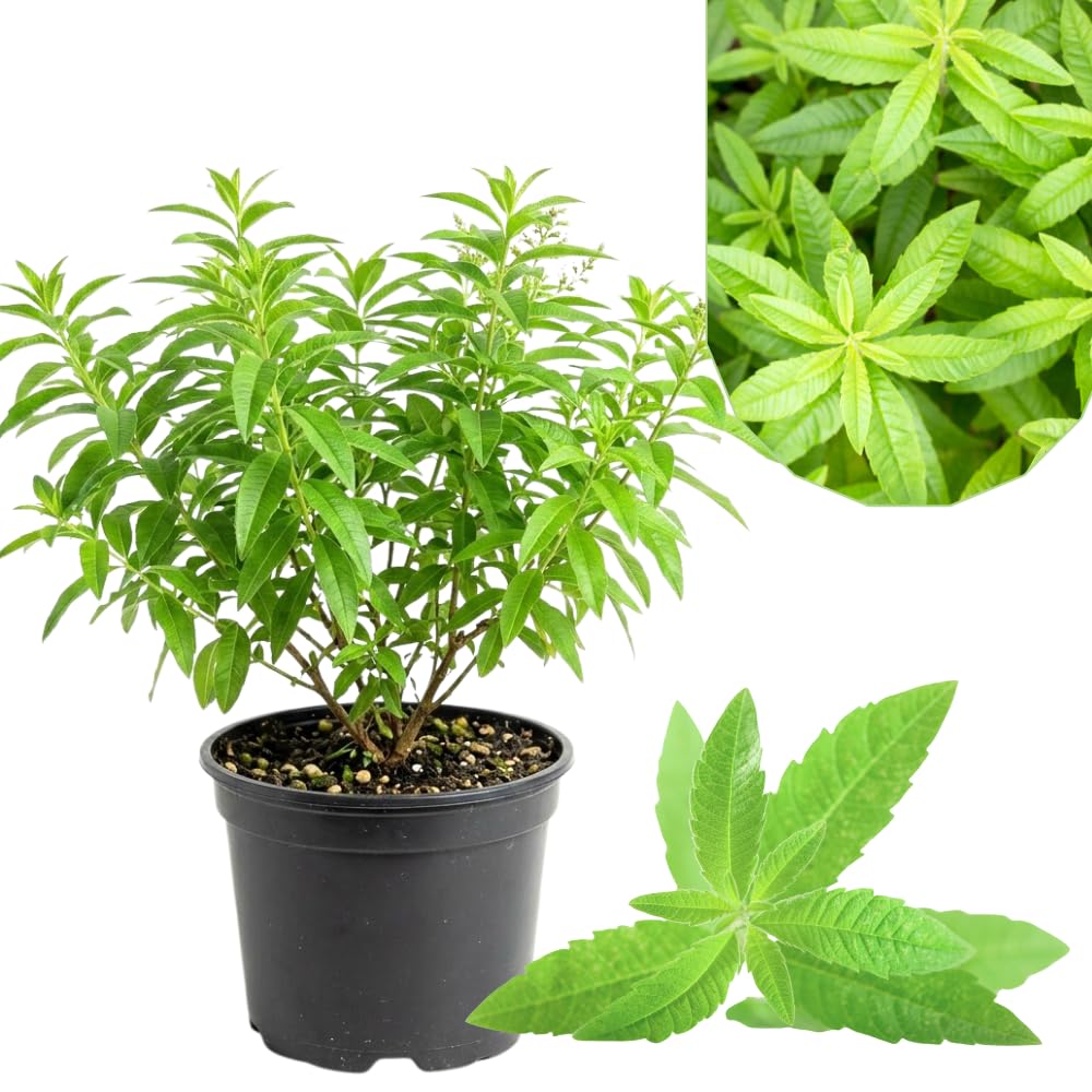 Live Lemon Verbena Herb Plant, 2-5 Inches Tall, Fragrant Culinary Herb for Containers, Raised Beds and Home Gardens