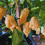 Pack 2 Sugar Rush Peach Pepper Live Plants, Hot Peach Pepper Live Plants, Chili Plants for Growing, 80 Days Old Plants