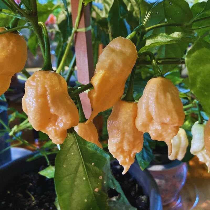 Pack 2 Sugar Rush Peach Pepper Live Plants, Hot Peach Pepper Live Plants, Chili Plants for Growing, 80 Days Old Plants