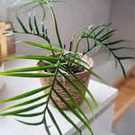 Variegated Philodendron Live Plant 4-8 Inches, Rare Indoor Houseplants for Container Growing (Tortum Philodendron)