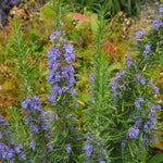 Set 3 Blue Rosemary Live Plants, Hardy and Fragrant Rosemary Herb Plant 4-8 Inches, Indoor Outdoor Growing