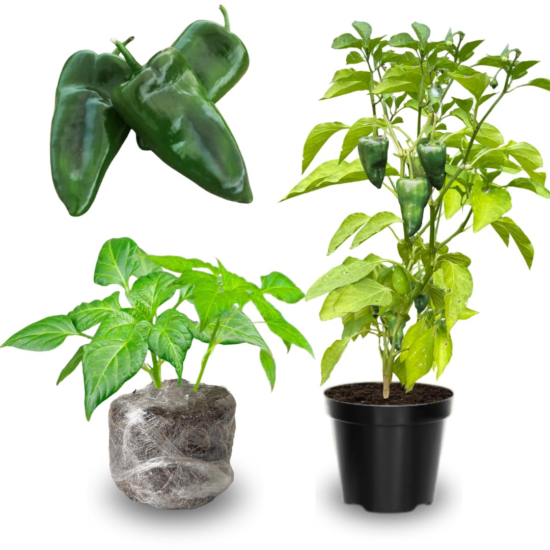 Set 4 Super Hot Peppers Live Plants, 90 Days Old Hot Pepper Chili Plant for Spring Planting, Assorted Color (Green Trident Pepper)