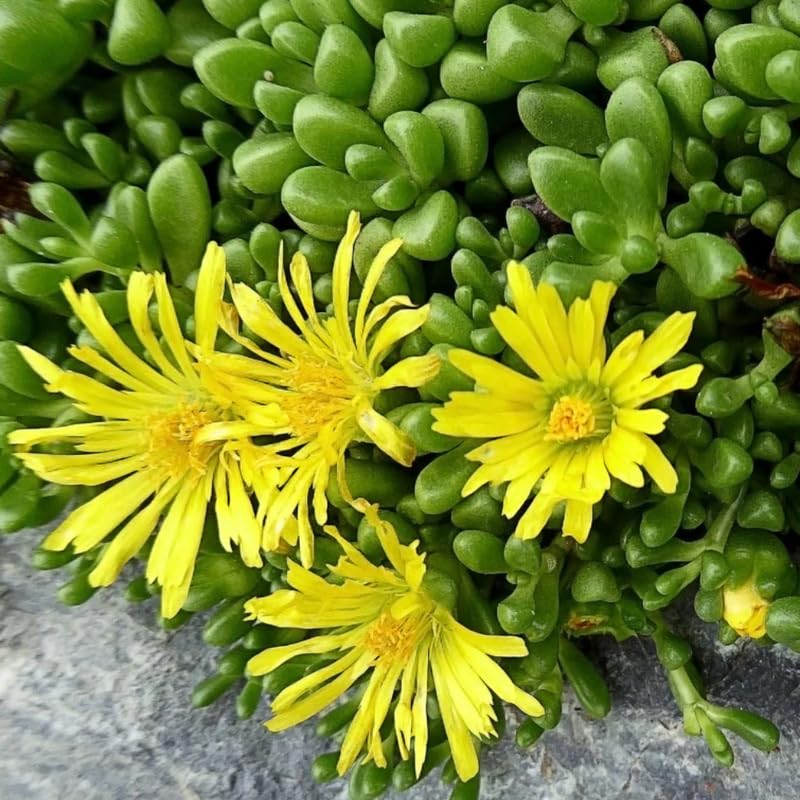 Delosperma Ice Plant, Hardy Perennial Succulent Live Plant, Ground Cover Outdoor Garden 5-7 Inches