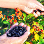 Pack 4 Thornless BlackBerry Plants Live, BlackBerry Bushes Live Plant, 5 to 8" Tall, Blackberries Fruit Trees Outdoor (Osage BlackBerry)