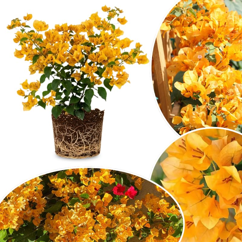Set 2 Golden Bougainvillea Live Plants 4-7 Inches Tall, Vibrant Bumgainvillea Flowering Vines for Garden, Patio Containers and Indoor Growing
