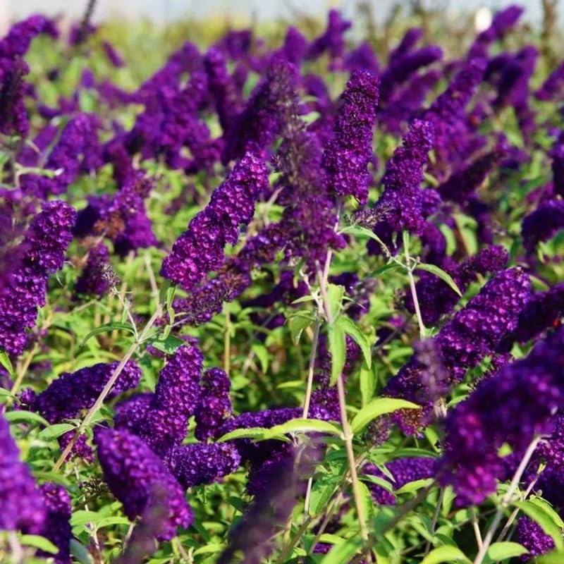 AVERAR 6 Months Old Black Butterfly Bush Live Plant, Butterfly Bushes Ready to Plant Outdoor, Buddleia Plant Bush Shrub 5-7 Inches Tall, No Pot