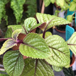 4 Purple Plectranthus Swedish Ivy Plants Live Houseplant, in 4 Inch Pots, Swedish Ivy Live Plant, Swedish Ivy Mint Starter Plants, 4-6" Height