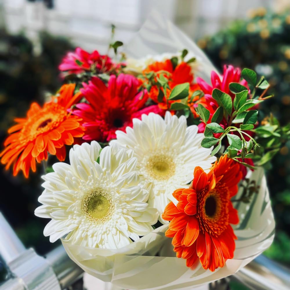 2 Daisy Plants, Mix Gerbera Daisy Live Plants, 4 to 6 Inches Tall, Gerbera Daisy Plant No Pot, Daisy Live Plant, Daisy Plants Live for Gardening