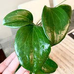 Hoya Quinquenervia Live Plant, Hoya Plants Live Houseplants, Five Veined Foliage, Hoyas Live Plant for Home Decoration, 5 to 7 Inches Tall
