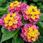 2 Rose Lantana Plants Live, Colorful Perennial, Long-Blooming and Very Hardy, Size 5 to 12 Inches in Tall, Well-Rooted, Outdoor Planting